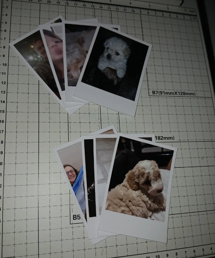 Fotografías impresas con marco blanco de mascotas y recuerdos familiares